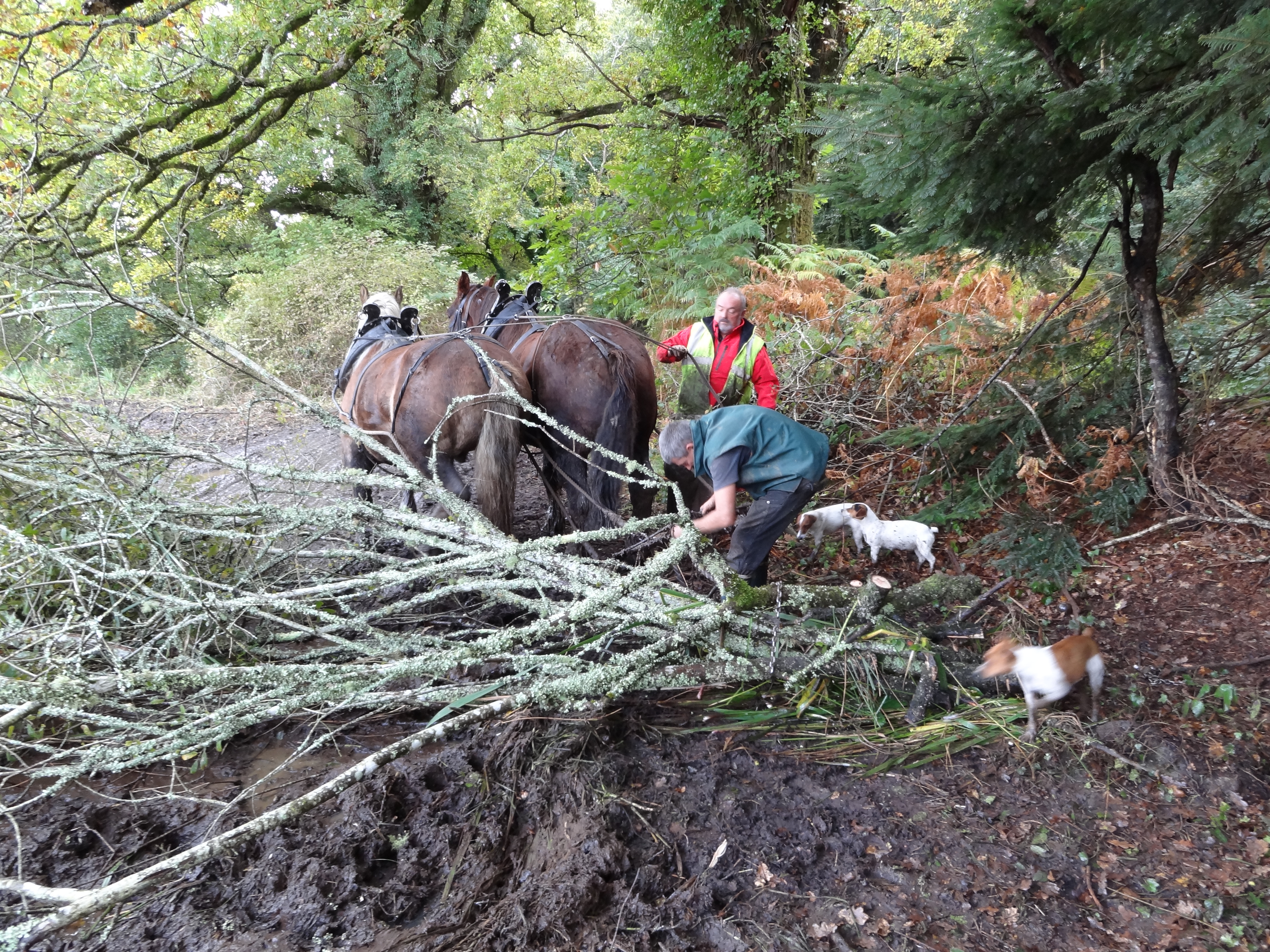 Débardage © Romain SUAUDEAU