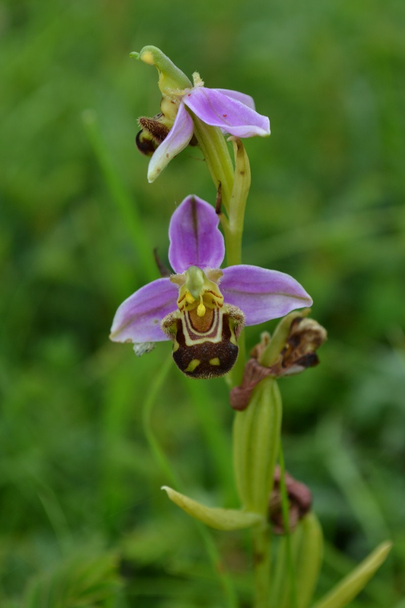 Ophrys apifera © David Cario