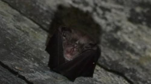 Grand Rhinolophe dans un bunker à Ploemeur (56) - © Orlane DORE