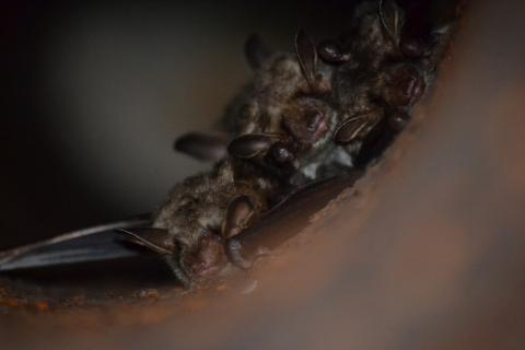 Grand Murin à Ploemeur - © Orlane DORE